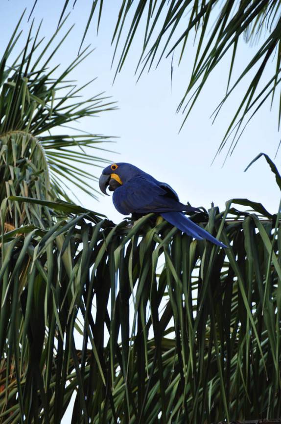 A bela arara azul no hotel em Porto Jofre, no final da rodovia Transpantaneira, no Pantanal Norte, no Mato Grosso